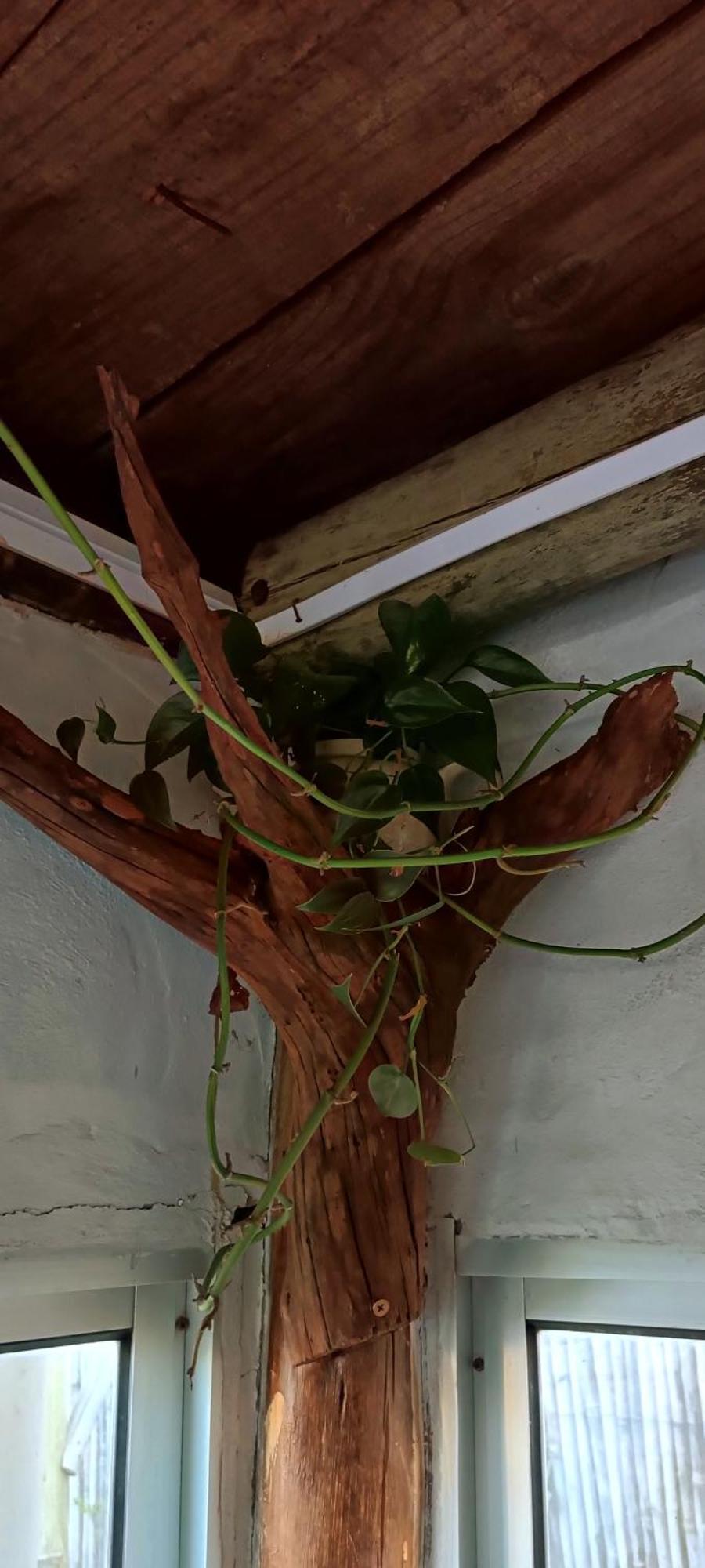 Los Diablitos Punta Del Diablo Eksteriør bilde